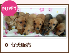 子犬販売